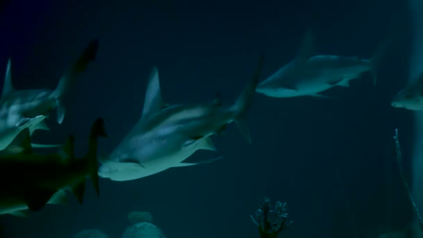 水族馆里的许多鲨鱼游过 — 图库视频影像