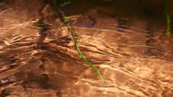 透明な湧き水の小川にホーステール工場が揺れる — ストック動画