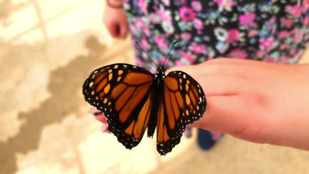 Бабочка Висит Руках Маленьких Девочек Открывая Закрывая Показывая Свои Красивые — стоковое видео