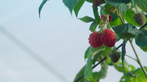 Close Red Green Raspberries Hanging Bush Blue Sky Background — Vídeo de Stock