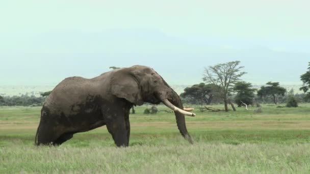 Elefante Africano Loxodonta Africana Bloqueio Tiro Touro Grande Nas Pastagens — Vídeo de Stock