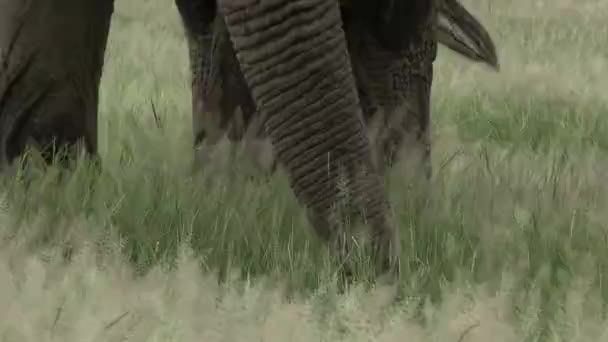 African Elephant Loxodonta Africana Close Big Bull Trunk Eten Graslanden — Stockvideo