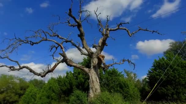 Este Viejo Árbol Espeluznante Con Sus Viejos Tentáculos Extendiéndose Todas — Vídeos de Stock