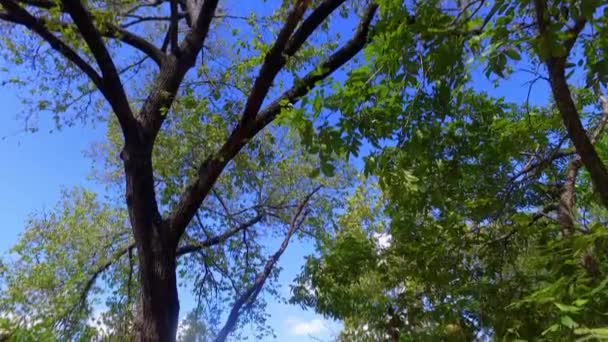 Peaceful Fall Afternoon Banks Beautiful Creek — Stock Video