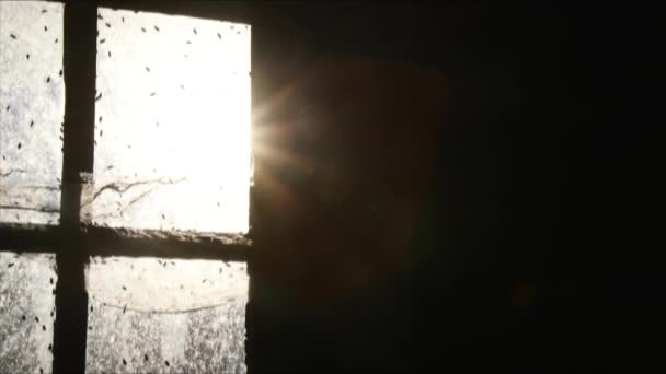 Sol Skiner Genom Ett Gammalt Fönster Fyllt Med Krypande Flugor — Stockvideo