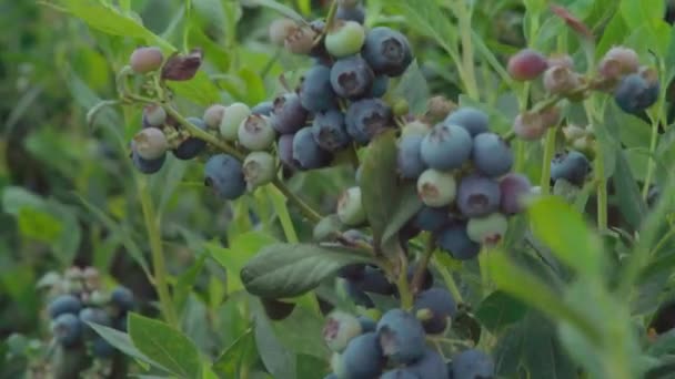Közelkép Blueberry Clusters Bush Swaying Wind Nursery Huelva Spanyolország — Stock videók