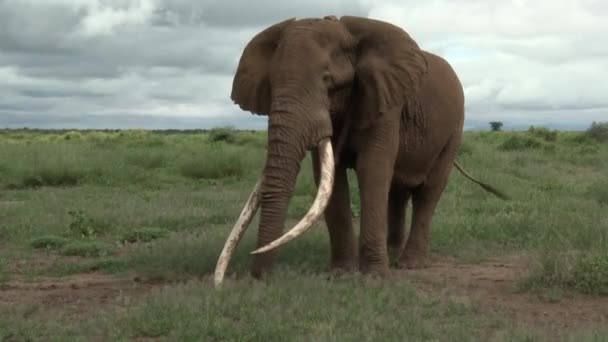 Éléphant Afrique Loxodonta Africana Plan Incliné Gros Taureau Tusker Avec — Video
