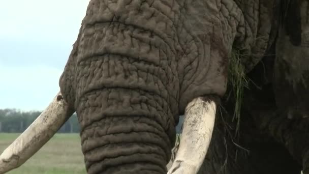 Elefante Africano Loxodonta Africana Cerca Tronco Toro Grande Comiendo Las — Vídeo de stock