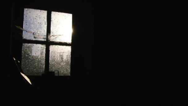 Sunlight Shining Window Crawling Flies Panning Shot — Stock Video
