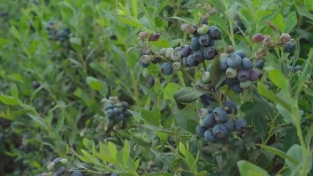 Bosbessen Struik Tak Boerderij Zachtjes Waait Wind Zachte Focus Achtergrond — Stockvideo