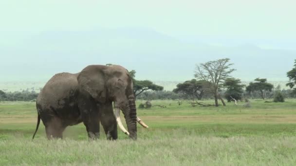 Elefante Africano Loxodonta Africana Bloqueio Tiro Touro Grande Nas Pastagens — Vídeo de Stock