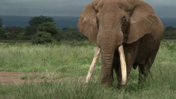 Elefante Africano Loxodonta Africana Grande Touro Tusker Com Enormes Presas — Vídeo de Stock