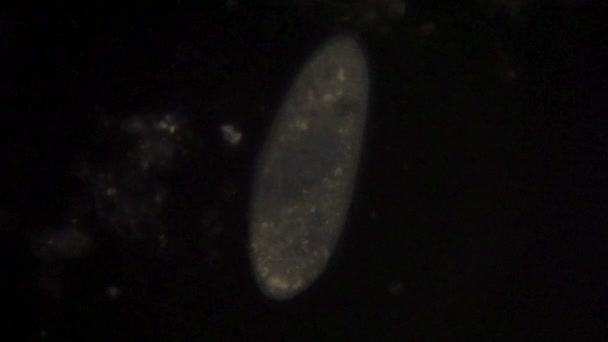 Microscopic View Uni Cellular Organism Paramecium — Vídeos de Stock