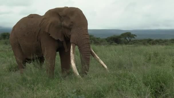 アフリカゾウ Loxodonta Africana 巨大な牙を持つ大きな雄牛 タスカー のロックショットは 草原で 食べる Amboseli ケニア — ストック動画