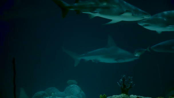 Many Aquarium Sharks Swimming Circle — Stock Video
