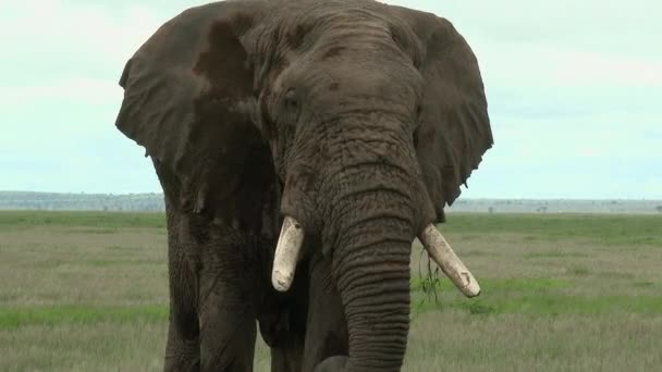 Elefante Africano Loxodonta Africana Bloqueio Tiro Touro Grande Comer Nas — Vídeo de Stock