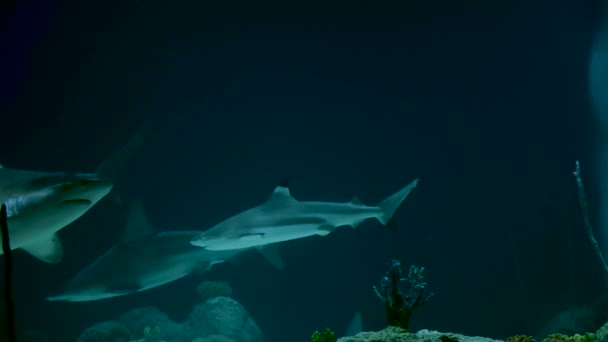 一匹のサメがカメラに向かって泳いでいる — ストック動画