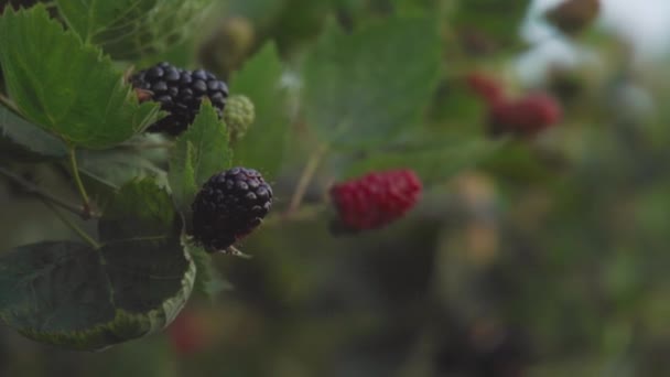 Black Red Blackberries Growing Field Close Racking Focus — Stock Video