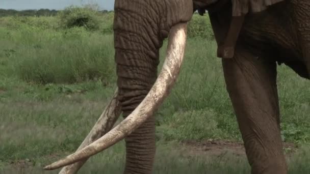 Afrikansk Elefant Loxodonta Africana Lutning Skott Stora Tjur Tusker Med — Stockvideo