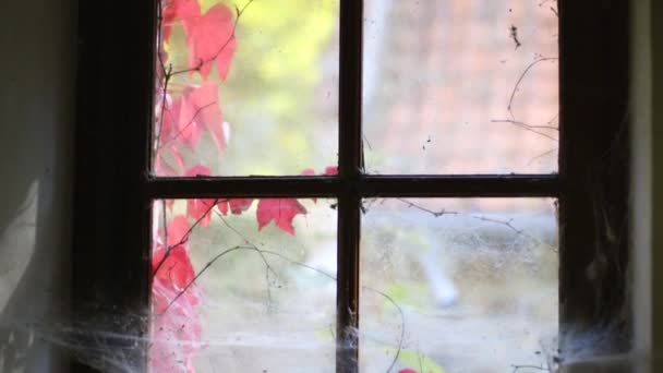 Une Vieille Fenêtre Avec Des Toiles Araignée Lierre Couleur Automne — Video