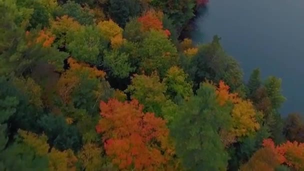 Відважний Політ Красивих Барвистих Дерев Рожевому Озері Парку Гатіно Під — стокове відео