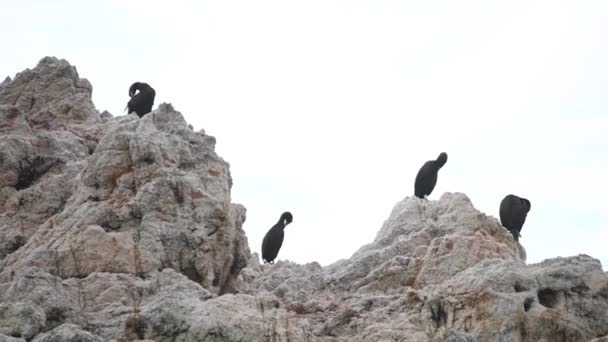 カモメのグループは ビーチの近くの岩の上に座っている 彼らは海鳥で 岩の上に眠っています あの鳥は海にいるのが好きだ — ストック動画