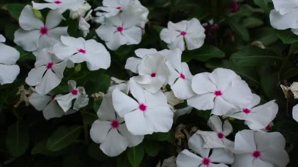 Flores Perifollo Blancas Ornamentales Medicinales Con Centro Rosa Primer Plano — Vídeos de Stock