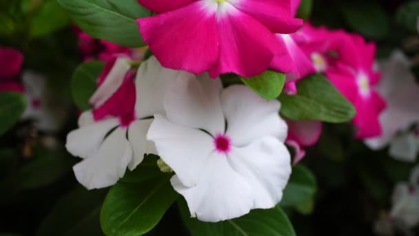 Madagascar Periwinkle Catharanthus Roseus Pink White Flowers Close — Vídeos de Stock
