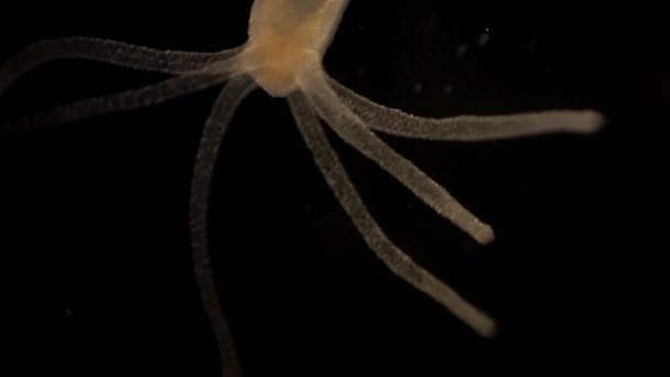 Microscopic Footage Hydra — Stockvideo