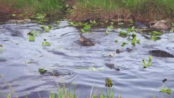 Alligatori Mangiare Pesce Nel Sud Della Florida Everglades Risoluzione — Video Stock