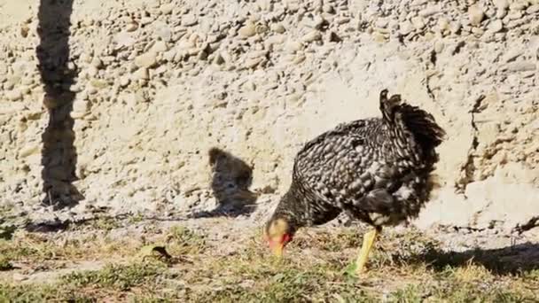 Vídeo Cámara Lenta Pollo Blanco Negro Con Una Pierna Picotazos — Vídeo de stock