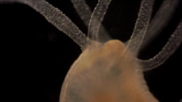 Microscopic Footage Hydra — Wideo stockowe