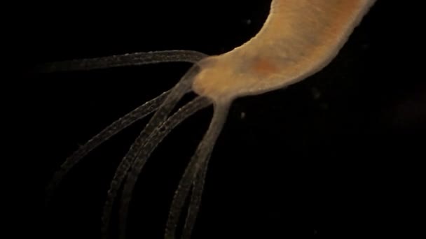 Microscopic Footage Hydra — Stock video