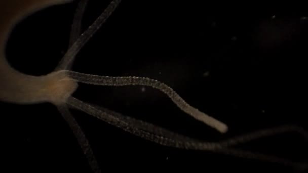 Microscopic Footage Hydra — Video Stock