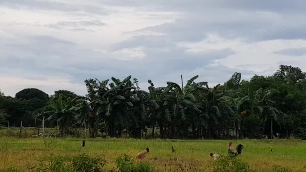 Poulets Domestiques Nourrissant Dans Champ Herbe Face Une Forêt Aux — Video