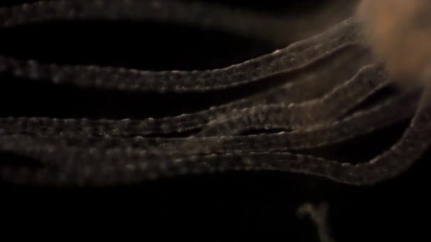 Microscopic Footage Hydra — Video Stock