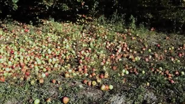 Lots Red Green Windfall Apples Strewn Ground Tree — Stock Video