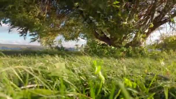 Πράσινο Γρασίδι Και Δέντρο Φυσάει Δυνατό Άνεμο Μια Ηλιόλουστη Μέρα — Αρχείο Βίντεο