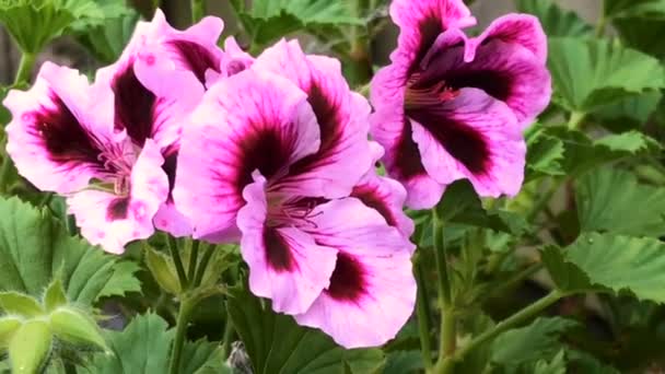 Lilac Geranium Blommor Trädgården — Stockvideo