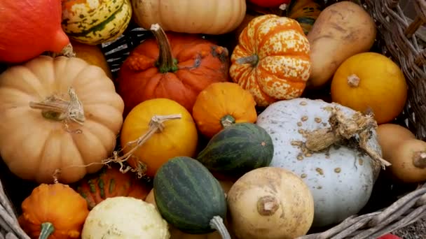 Pumpkin Gourd Variety Autumn Display — Vídeos de Stock