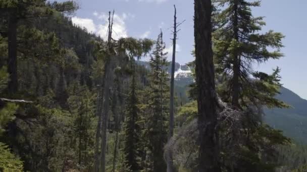 Evergreens Forêts Denses Canada Jour Ensoleillé Printemps — Video