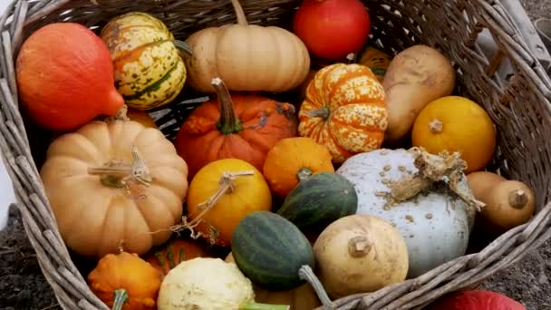 Pumpkin Gourd Variety Autumn Display — ストック動画