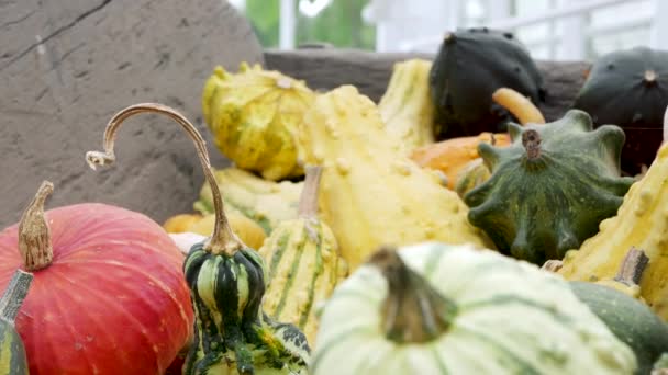 Pumpkin Gourd Variety Autumn Display — Αρχείο Βίντεο