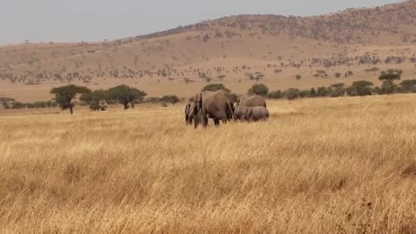 Afrika Daki Serengeti Altın Ovalar Filler Ailesi Yürüyor — Stok video