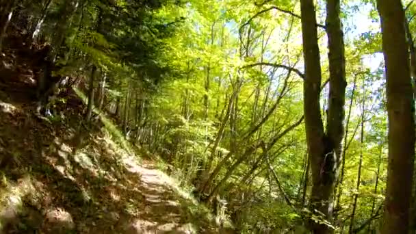 Camminando Sulla Strada Stretta Foresta Con Colori Autunnali Che Iniziano — Video Stock