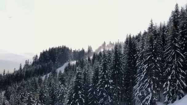 Trees Covered Snow View Lift Cypress Mountain — Video