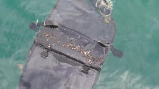 木箱在海里漂流死鱼 — 图库视频影像