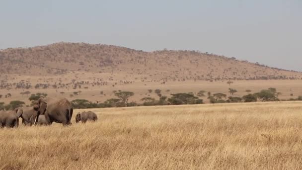 African Elephants Walking Serengeti Room Text Slow Motion — Stock Video