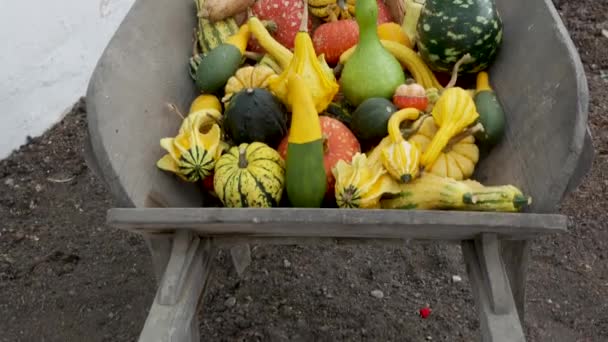 Pumpkin Gourd Variety Autumn Display — ストック動画