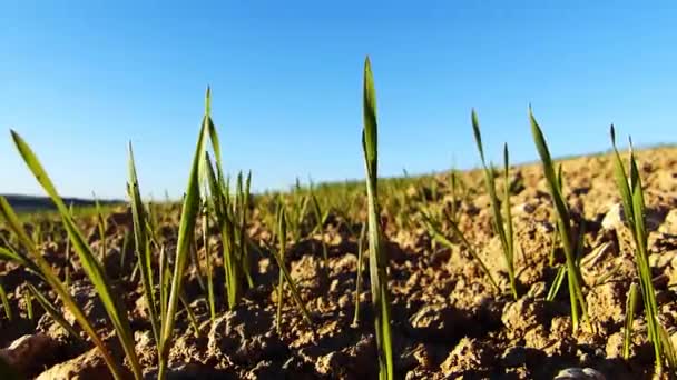 Cereali Invernali Nei Campi Collinari Sterili Ondeggianti Nel Vento Primo — Video Stock